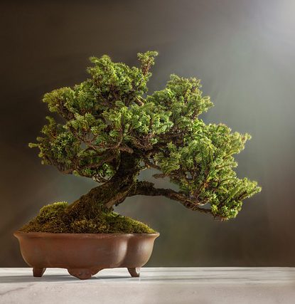 Do you feel like your growth has been stunted? Counselling can help.