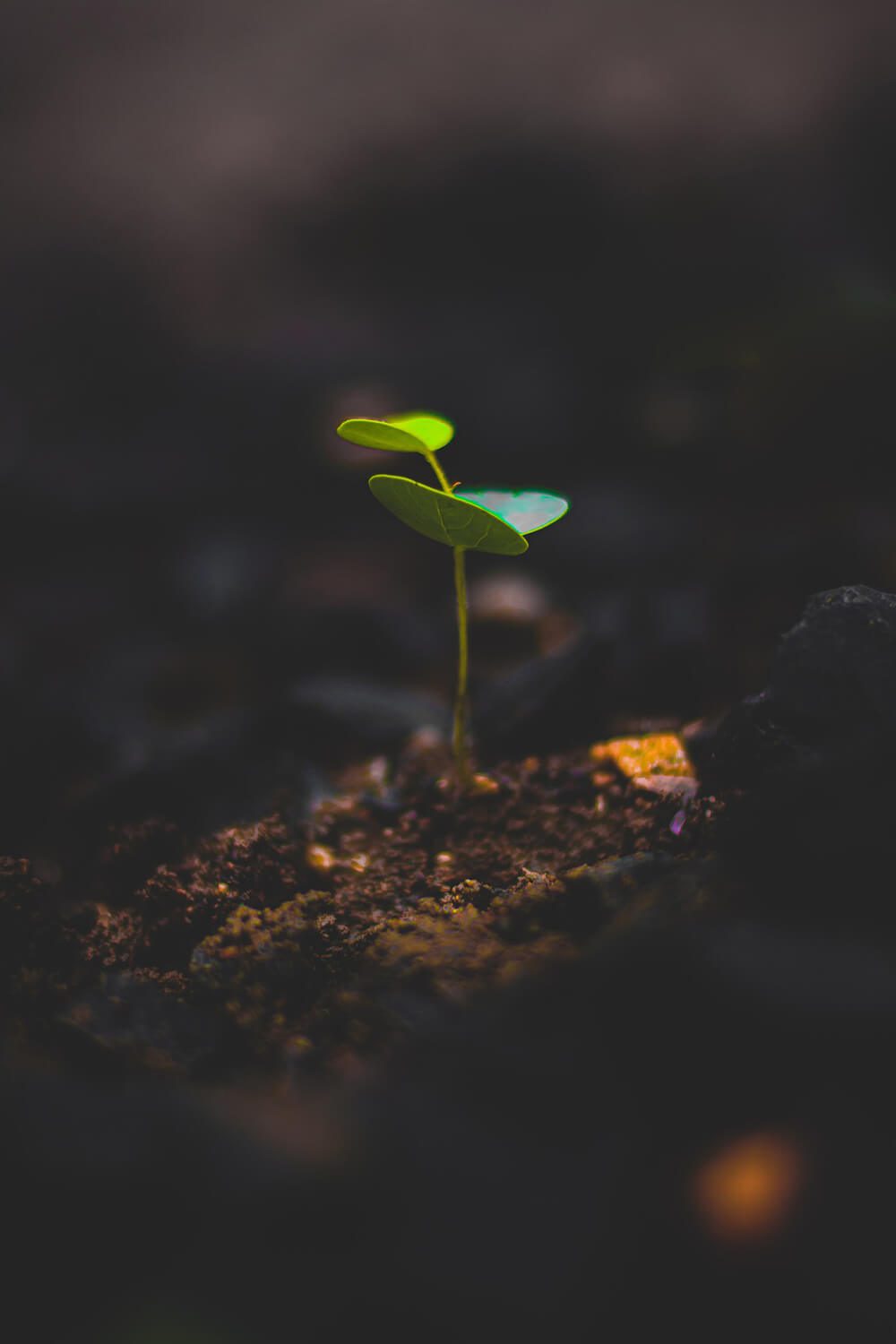 Nurturing your growth