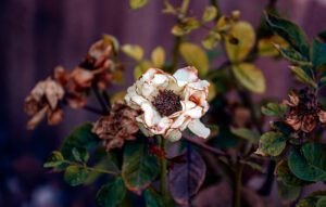 Perfectionism and the Be Perfect Trap: When Good Enough Feels Like Failure